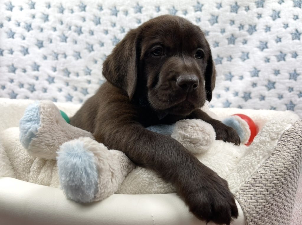 Cucciolata di Liza Labomania