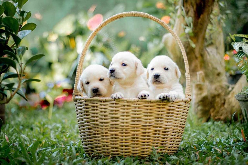 pet therapy Labrador 