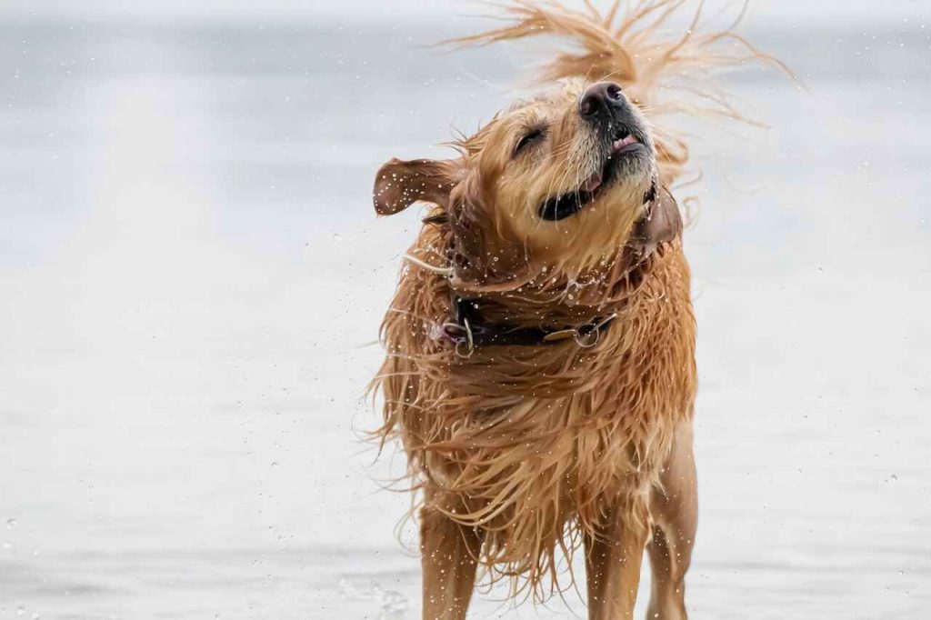 cuccioli amanti dell'acqua