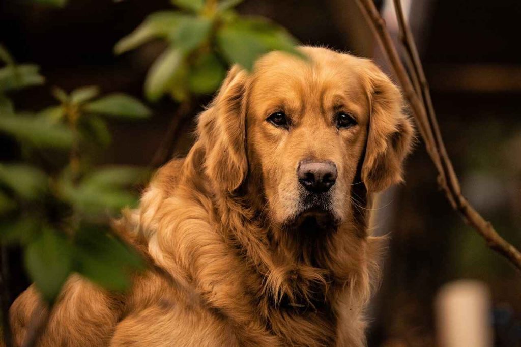 Allevamento Golden Retriever americano