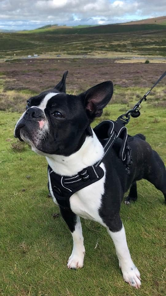 Boston Terrier e cura quotidiana: igiene, grooming e attenzioni essenziali per il benessere