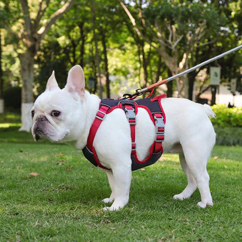 Bulldog Francese e vita urbana: come vivere serenamente in città con il Frenchie