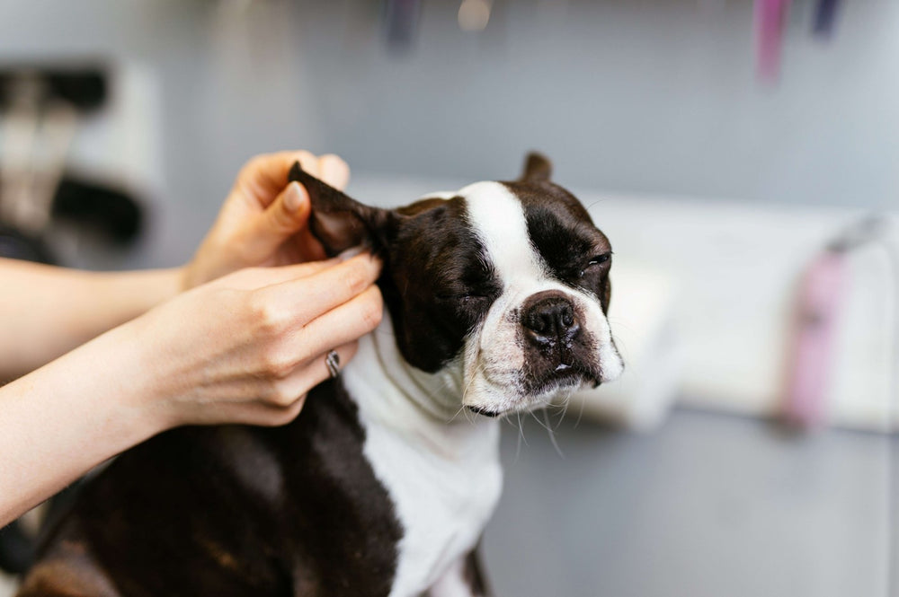 Boston Terrier e cura quotidiana: igiene, mantello e attenzioni per il benessere