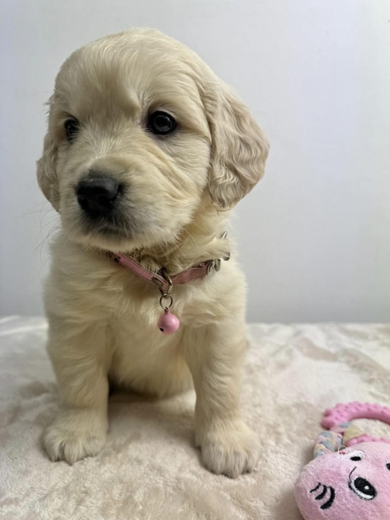 Cucciolata di Destiny