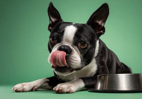 Boston Terrier e alimentazione quotidiana: come nutrirlo correttamente per salute ed equilibrio