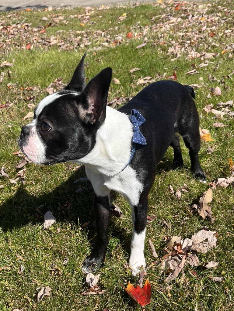 Boston Terrier e caldo: come gestire l’estate, prevenire i rischi e proteggere il benessere