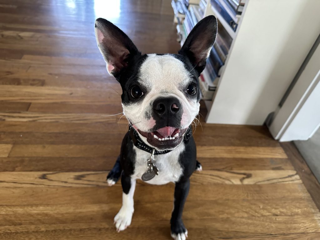 Boston Terrier e solitudine: come gestire le assenze e prevenire l’ansia da separazione