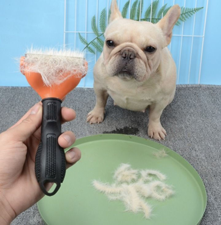 Bulldog Francese e cura quotidiana: igiene, mantello e attenzioni essenziali per il benessere