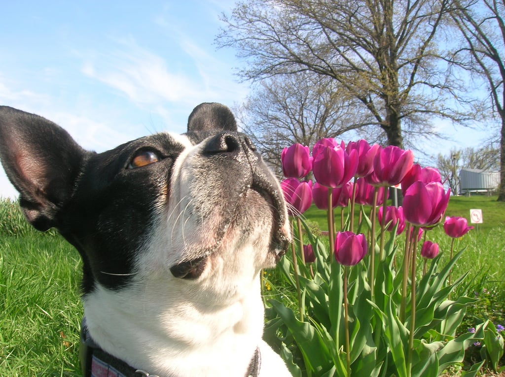 Boston Terrier e vita urbana: come adattarlo alla città e ai ritmi moderni
