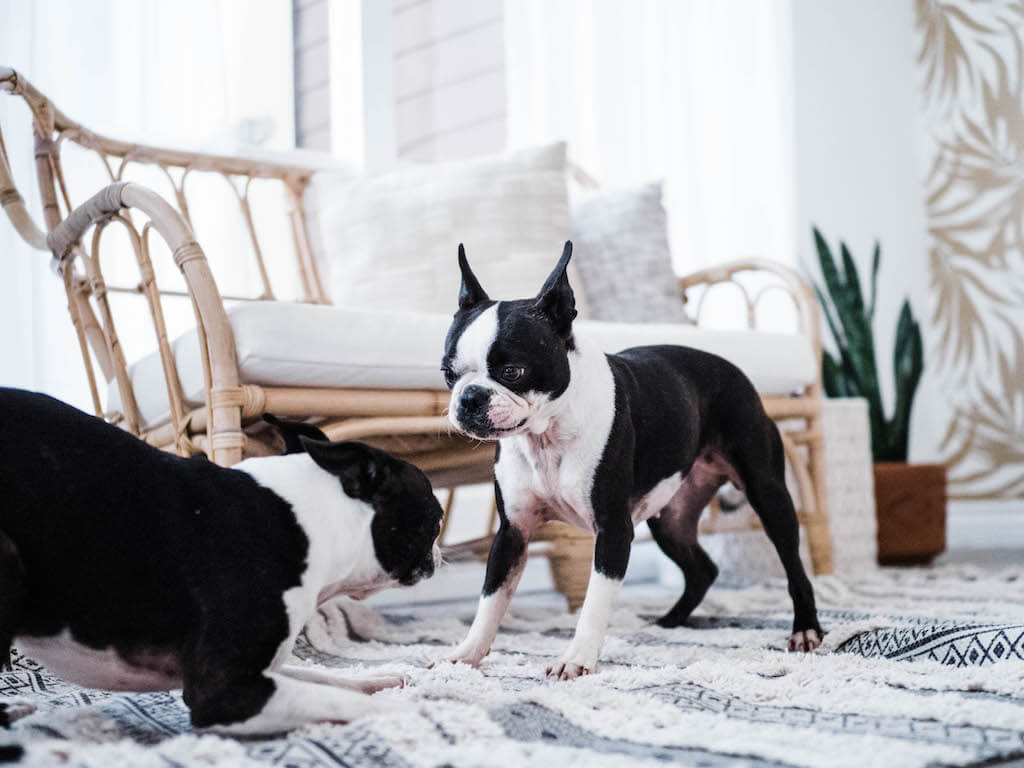 Boston Terrier e stimolazione mentale: giochi intelligenti e attività quotidiane per un cane sereno