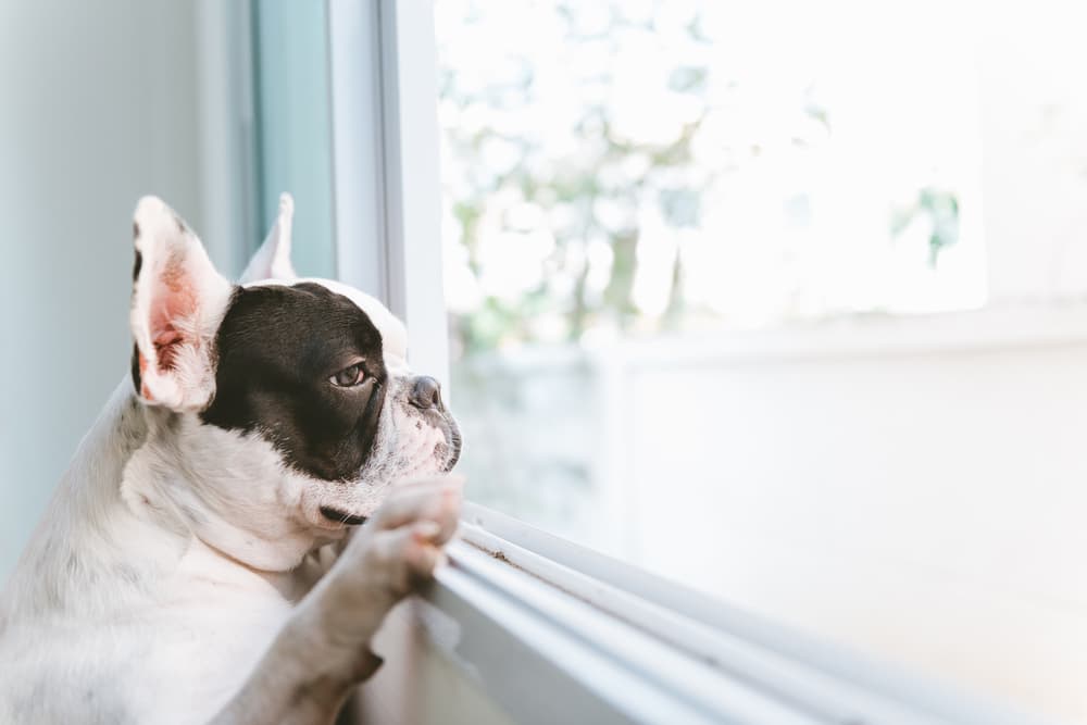 Bulldog Francese e solitudine: come gestire le assenze ed evitare l’ansia da separazione