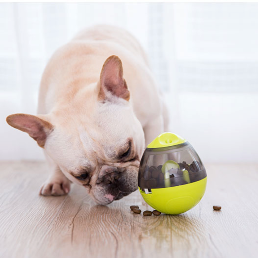 Bulldog Francese e stimolazione mentale: giochi, attività e strategie per un cane equilibrato