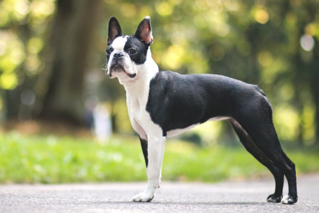 Educazione del Boston Terrier: come insegnare regole e buone abitudini con equilibrio