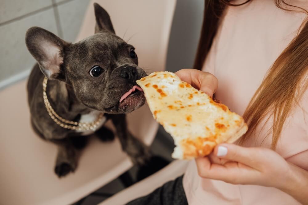 Bulldog Francese e alimentazione quotidiana: come nutrirlo correttamente in ogni fase della vita