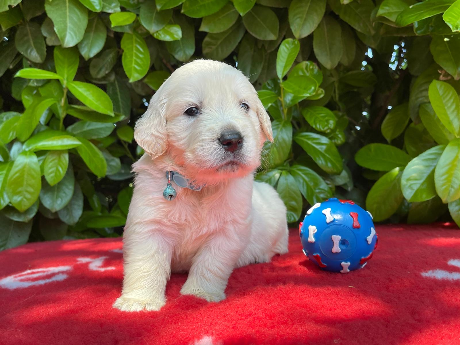 Oliver